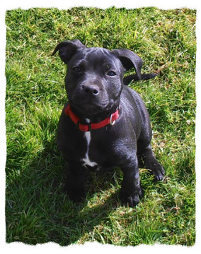 Staffordshire Bull Terrier à l'école pour chiots à Dax