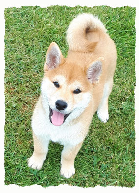 Chiot Shiba-Inu à l'école pour chiots à Dax