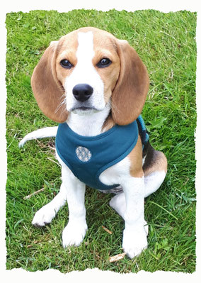 Chiot Beagle à l'école pour chiots à Dax