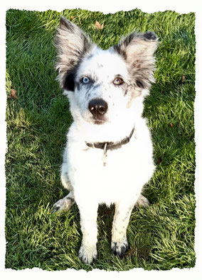 Chiot Border Collie à l'école pour chiots à Dax