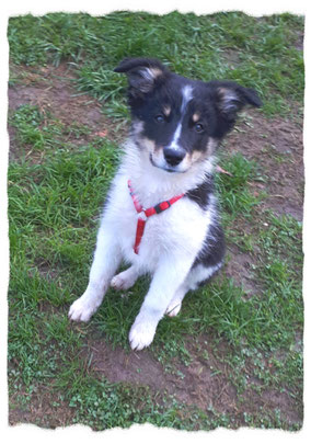 Border Collie à l'école pour chiots à Dax