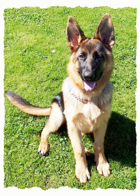 Chiot Berger Allemand à l'école pour chiots à Dax