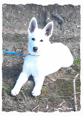 Chiot Berger Blanc Suisse à l'école pour chiots à Dax