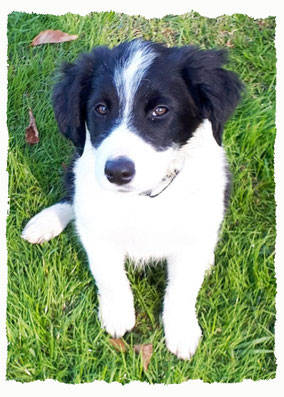 Chiot Croisé Border Collie à l'école pour chiots à Dax