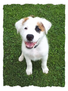 Chiot Croisé Patou à l'école pour chiots à Dax