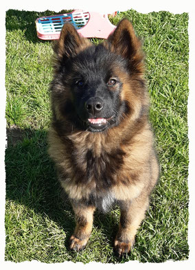 Chiot Eurasier à l'école pour chiots à Dax