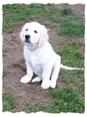 Golden Retriever à l'école pour chiots à Dax