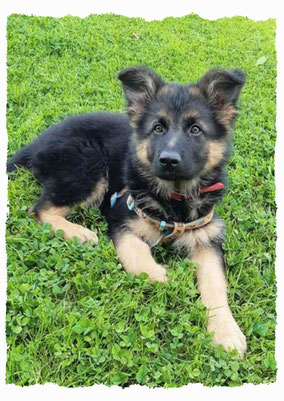 Chiot Berger Allemand à l'école pour chiots à Dax