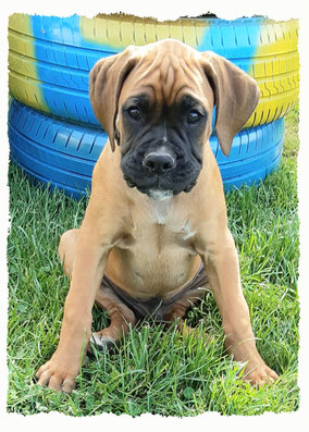 Chiot Boxer à l'école pour chiots à Dax