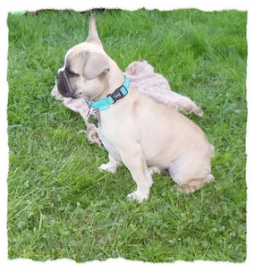 Chiot Bouledogue Français à l'école pour chiots à Dax