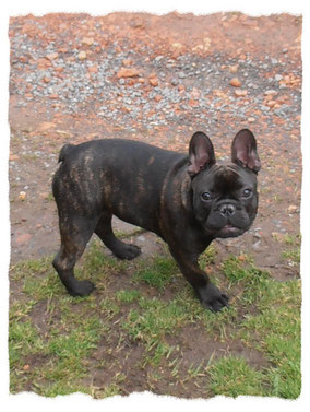 Bouledogue Français à l'école pour chiots à Dax