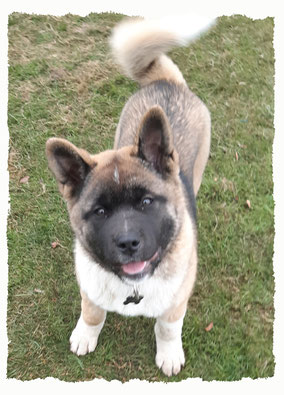 Chiot Akita Américain à l'école pour chiots à Dax