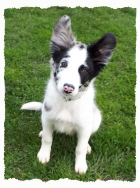 Chiot Border Collie à l'école pour chiots à Dax