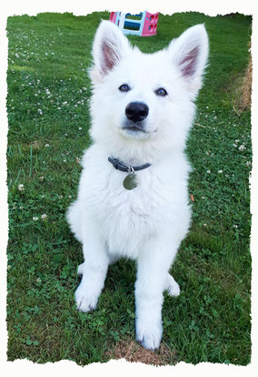 Chiot Berger Blanc Suisse à l'école pour chiots à Dax