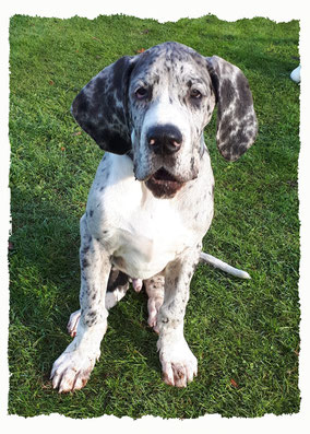 Chiot Dogue Allemand à l'école pour chiots à Dax