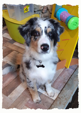 Chiot Berrger Australien à l'école pour chiots à Dax