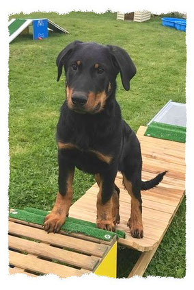 Beauceron à l'école pour chiots à Dax