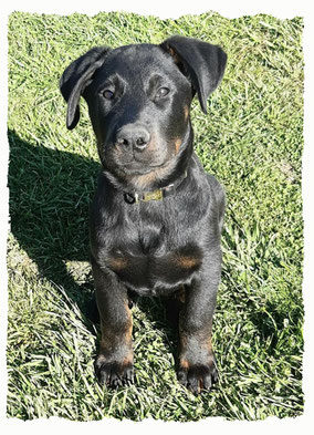 Chiot Beauceron à l'école pour chiots à Dax