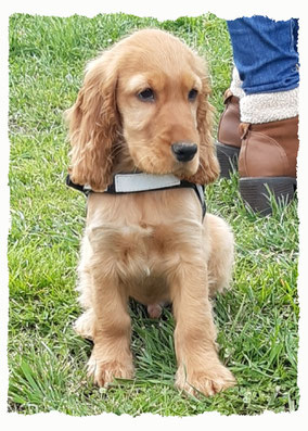 Chiot Cocker Spaniel à l'école pour chiots à Dax