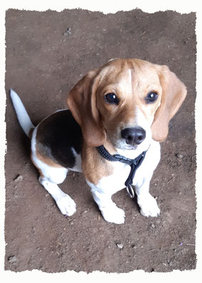 Chiot Beagle à l'école pour chiots à Dax