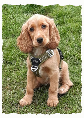 Chiot Cocker Spaniel à l'école pour chiots à Dax