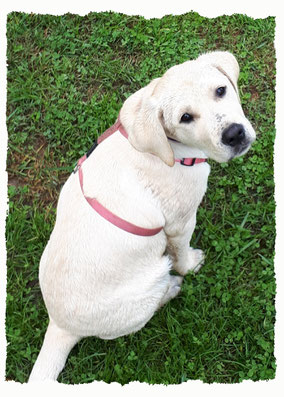 Chiot Golden Retriever à l'école pour chiots à Dax