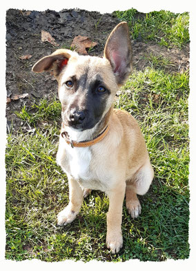 Chiot Berger Créole à l'école pour chiots à Dax