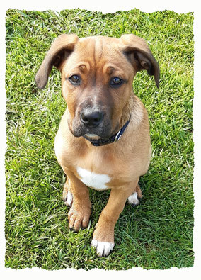 Chiot Croisé cané Corso à l'école pour chiots à Dax