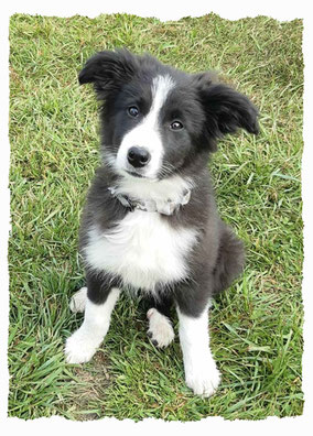 Chiot Border Collie à l'école pour chiots à Dax