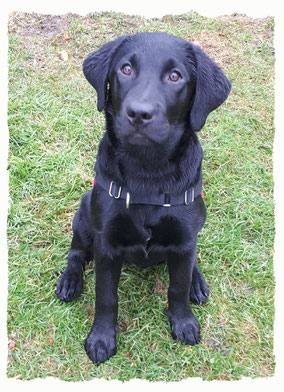 Chiot Labrador du Retriever à l'école pour chiots à Dax