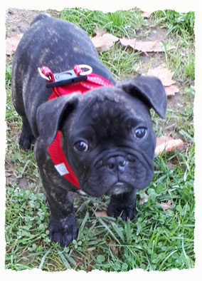 Chiot Bouledogue Français à l'école pour chiots à Dax