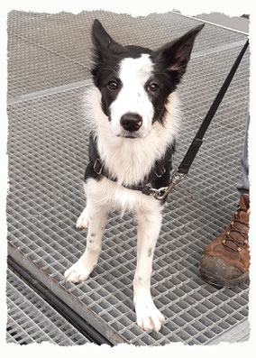 Chiot Border Collie à l'école pour chiots à Dax