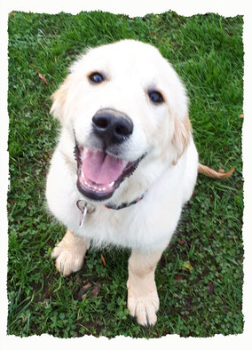 Chiot Golden Retriever à l'école pour chiots à Dax