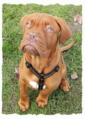 Chiot Dogue de Bordeaux à l'école pour chiots à Dax