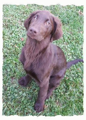 Chiot Flat Coated Retriever à l'école pour chiots à Dax