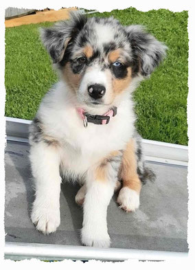 Chiot Berger Australien à l'école pour chiots à Dax