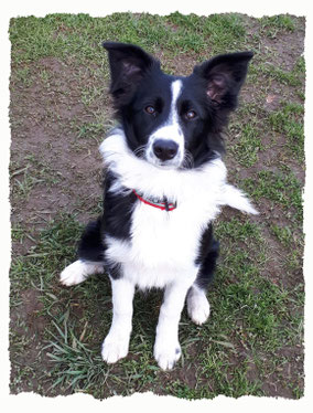 Chiot Border Collie à l'école pour chiots à Dax