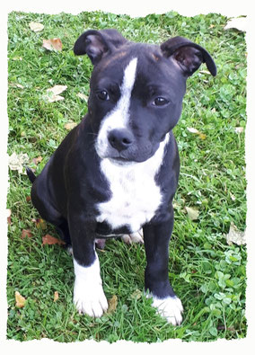 Chiot Staffie à l'école pour chiots à Dax