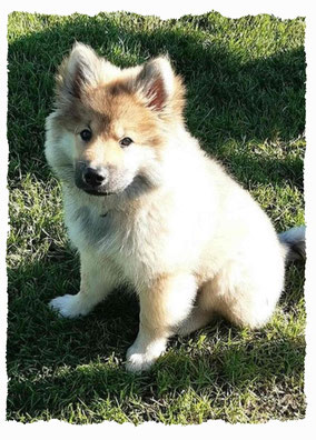 Chiot Eurasier à l'école pour chiots à Dax