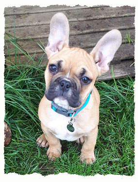 Chiot Bouledogue Français à l'école pour chiots à Dax