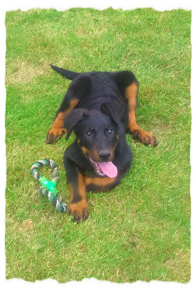 Beauceron à l'école pour chiots à Dax