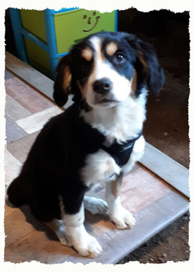 Chiot Croisé Border Collie à l'école pour chiots à Dax