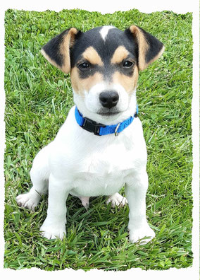 Chiot Jack Russel Terrier à l'école pour chiots à Dax