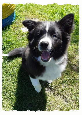 Chiot Border Collie à l'école pour chiots à Dax