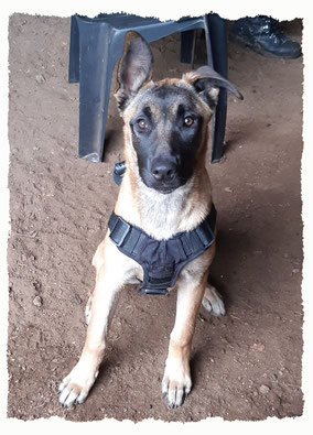 Chiot Berger Belge Malinois à l'école pour chiots à Dax