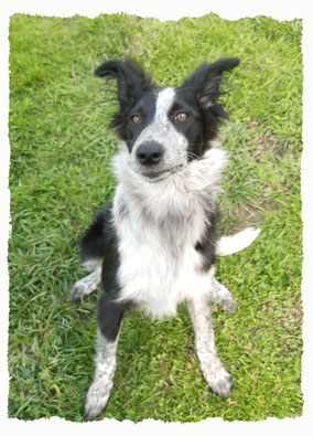 Chiot Border Collie à l'école pour chiots à Dax