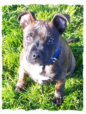 Chiot Staffy à l'école pour chiots à Dax