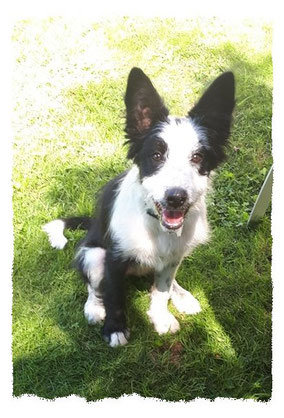 Chiot Croisé Border Collie à l'école pour chiots à Dax