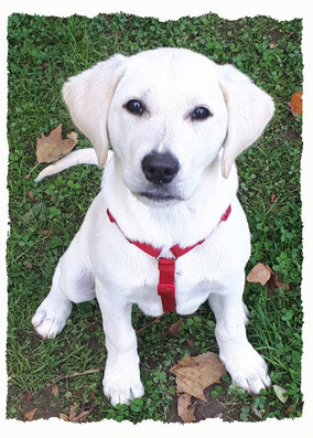 Chiot Labrador du Rétriever à l'école pour chiots à Dax