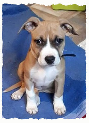 Chiot American Staffordshire Terrier à l'école pour chiots à Dax